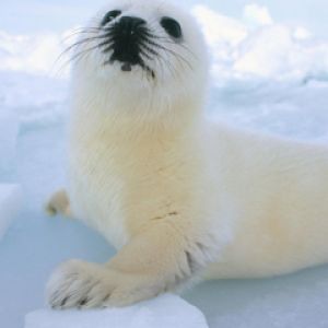 Foca linda en el hielo
