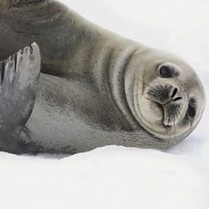 Foca linda en la nieve