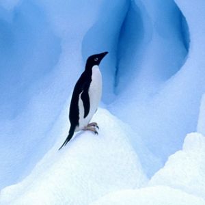 Pingüino Adelia en el hielo