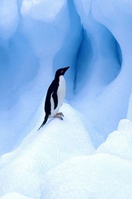 Pingüino Adelia en el hielo