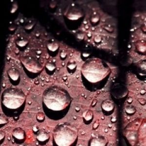 Gotas de agua en una hoja