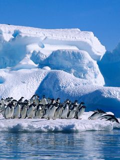 Pingüinos en el Hielo
