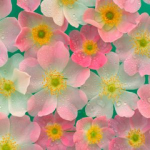 Fondo de Flores Coloridas
