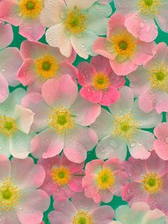 Fondo de Flores Coloridas