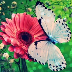 Mariposa en Flor Rosa
