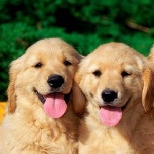Cachorros de Golden Retriever Adorables