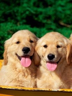 Cachorros de Golden Retriever Adorables