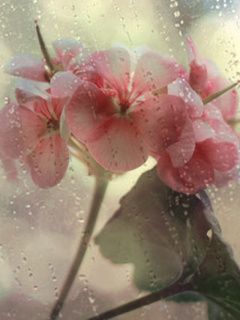 Flores Rosadas con Gotas de Lluvia