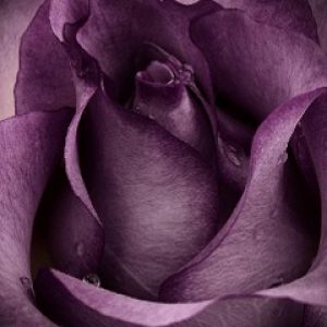 Rosa Púrpura Acercada