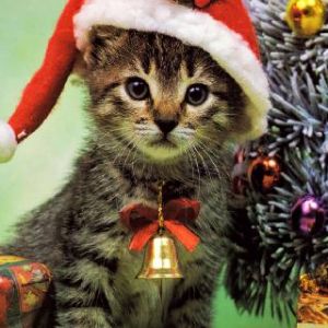 Gato Navideño Adorable