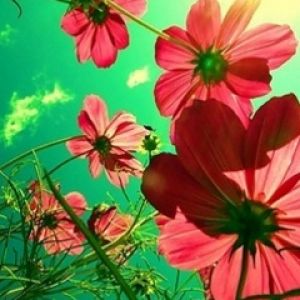 Flores Rosas Vibrantes