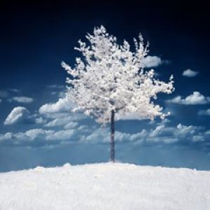 Paisaje Nevado con Árbol
