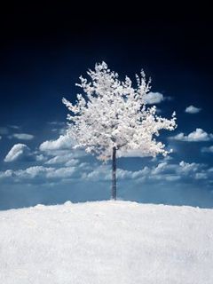 Paisaje Nevado con Árbol