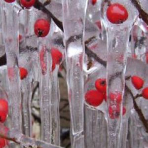 Bayas Congeladas en Hielo