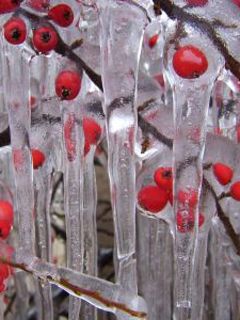 Bayas Congeladas en Hielo