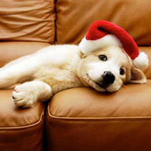 Cachorro Adorable con Sombrero de Santa