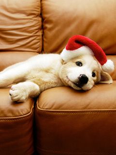 Cachorro Adorable con Sombrero de Santa