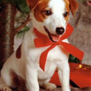 Perro Adorable con Lazo Navideño