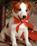 Perro Adorable con Lazo Navideño