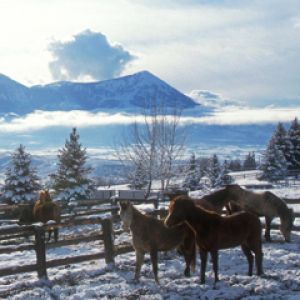 Caballos en paisaje invernal