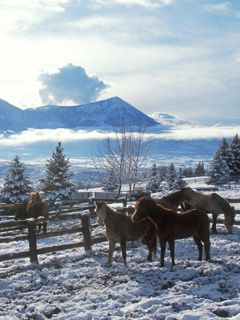 Caballos en paisaje invernal