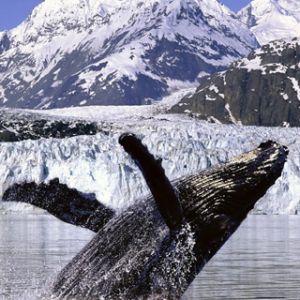 Ballena Saltando