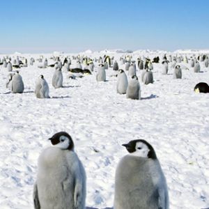 Polluelos de Pingüino en la Nieve