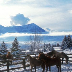 Caballos en paisaje invernal