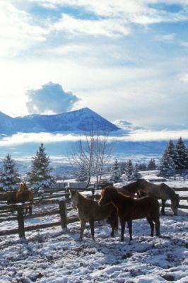 Caballos en paisaje invernal