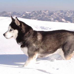 Husky siberiano en paisaje nevado