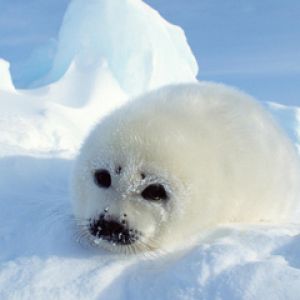 Foca Bebé Linda en el Hielo