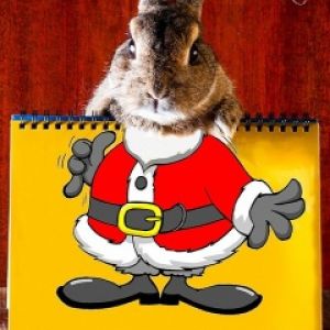 Conejo Santa