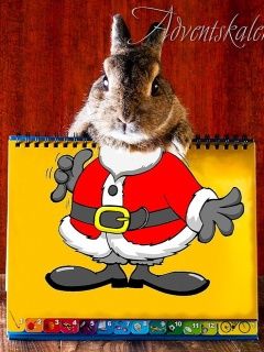 Conejo Santa