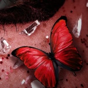 Primer Plano de Mariposa Roja