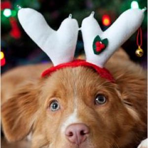 Perro lindo con cuernos navideños