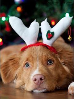 Perro lindo con cuernos navideños
