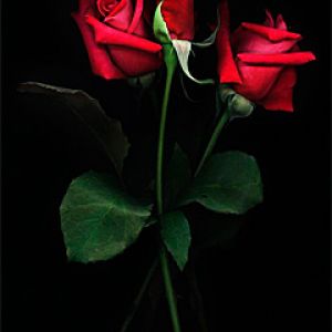 Rosas Rojas sobre Fondo Negro