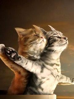Gatos Lindos Abrazándose