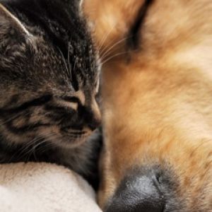 Gato y Perro Adorables Durmiendo