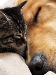 Gato y Perro Adorables Durmiendo