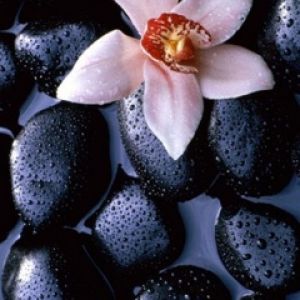 Orquídea sobre Piedras Negras