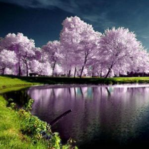 Reflejo Sereno de Cerezos Rosados