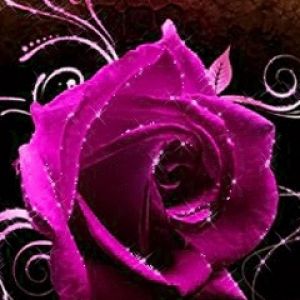 Hermosa Rosa Rosa