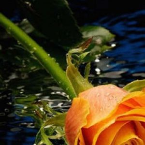 Hermosa Rosa Naranja