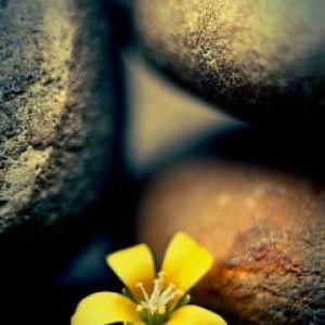 Flor Amarilla Entre Piedras