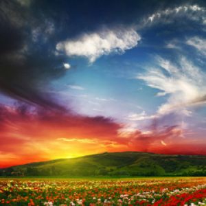 Atardecer Vibrante Sobre Campos de Flores