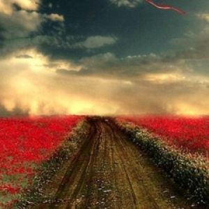 Campo de Flores Rojas con Cometa
