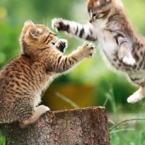 Gatitos juguetones en la naturaleza