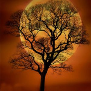 Silhouette Árbol Contra Luna Llena