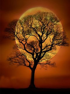Silhouette Árbol Contra Luna Llena